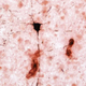 A tau-positive neuron (shown in black) near amyloid deposits within blood vessels (red) in an aged chimpanzee brain. (Image: Kent State University)